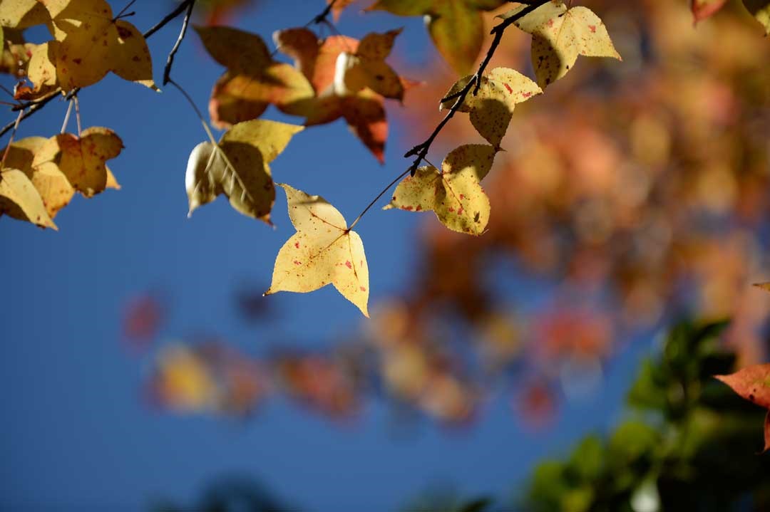 楓葉由綠轉紅，色彩變幻每日不同，深受遊客喜愛，是美景，也是武陵大景。