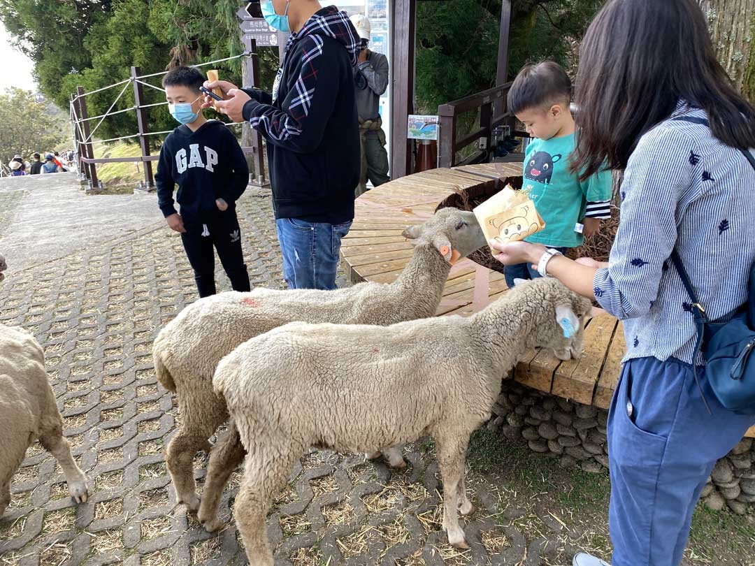 遊客可以使用園區提供的飼料餵食羊兒。