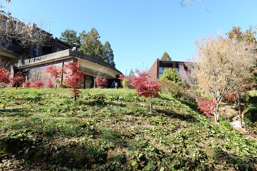 福壽山農場四季明媚景色萬千，擁有獨特的高山田園景觀，圖為楓林雅筑前新種的楓樹。