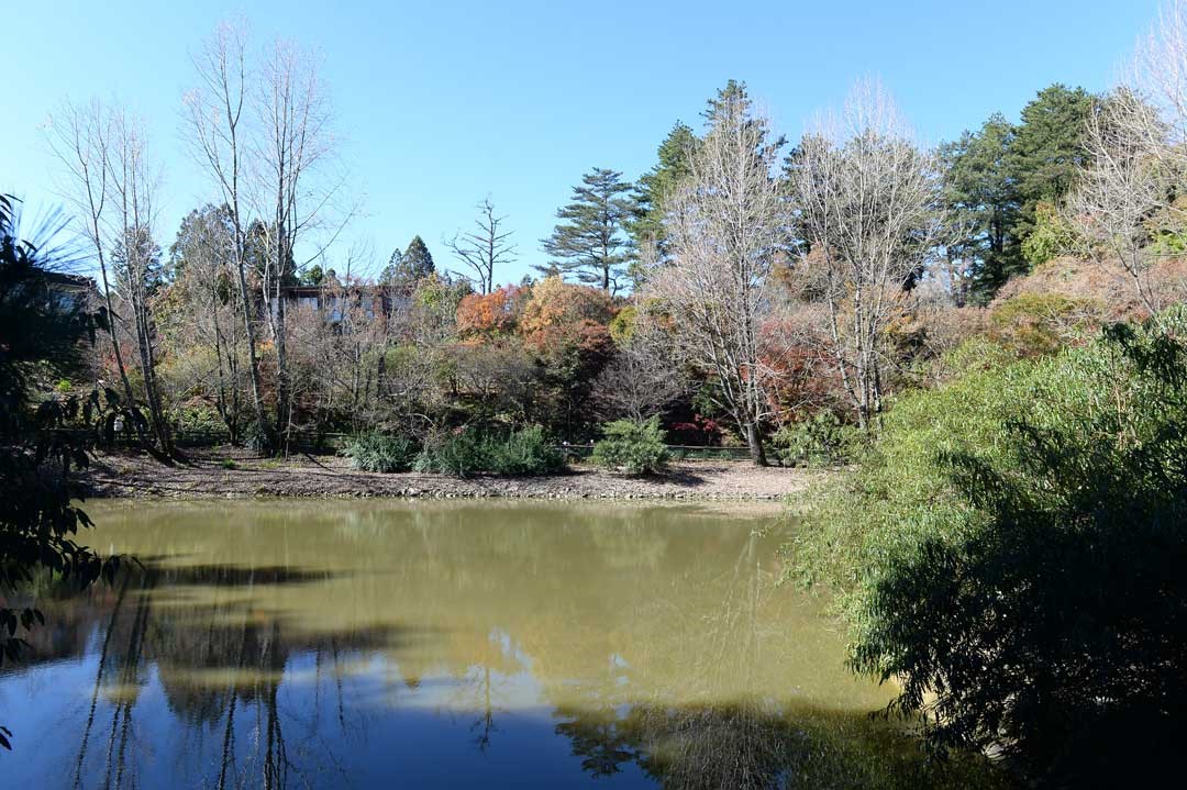 鴛鴦湖賞楓步道，沿著湖畔可以欣賞各式不同品種的楓樹，搖曳在微風中。