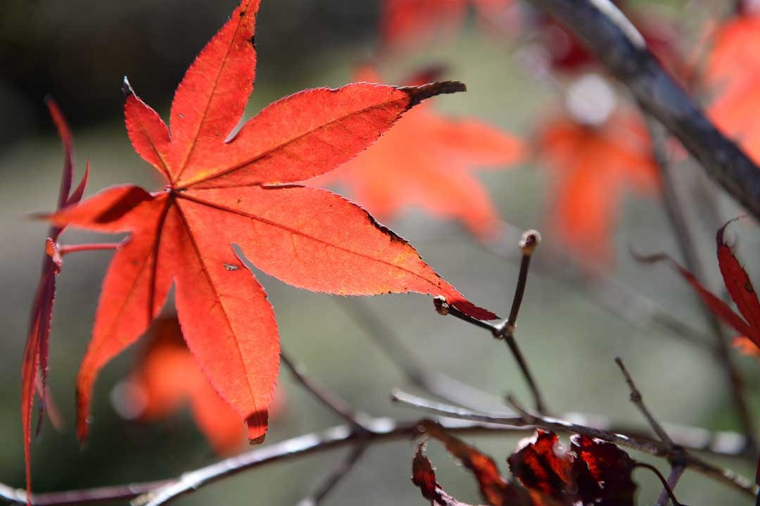 換裝變紅的楓葉，妝點福壽山農場的美麗。