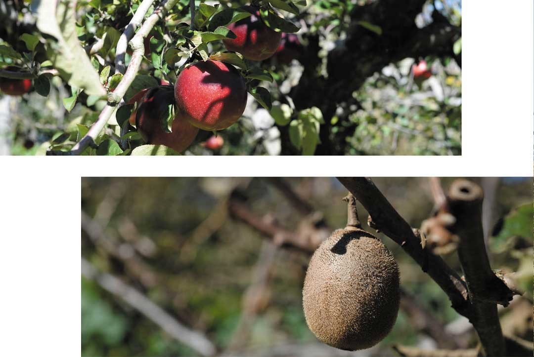 福壽山農場在不同的季節生產不同的水果，有清脆多汁，濃郁果香的蜜蘋果及奇異果等多種鮮果。