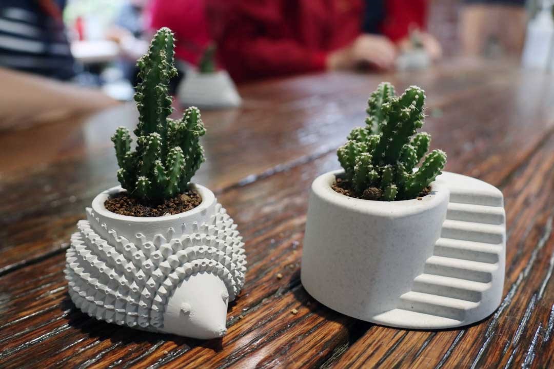 新的多肉盆栽每星期澆1至2次水即可。