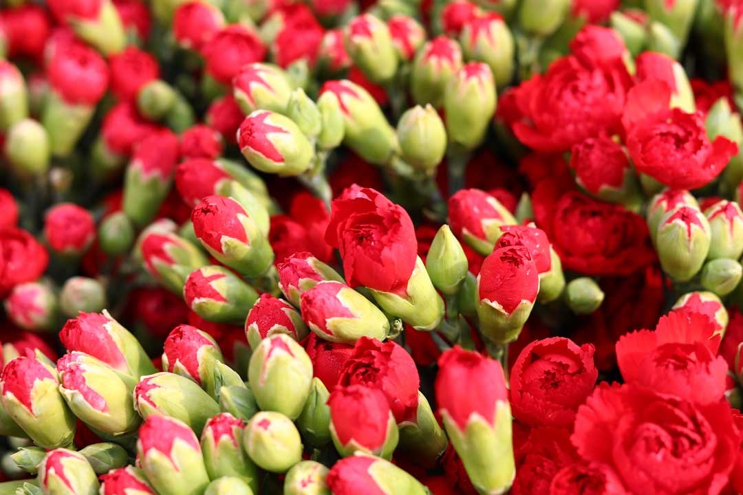 多花型康乃馨觀賞期長，選購時可挑選花苞硬實且已著色為佳。