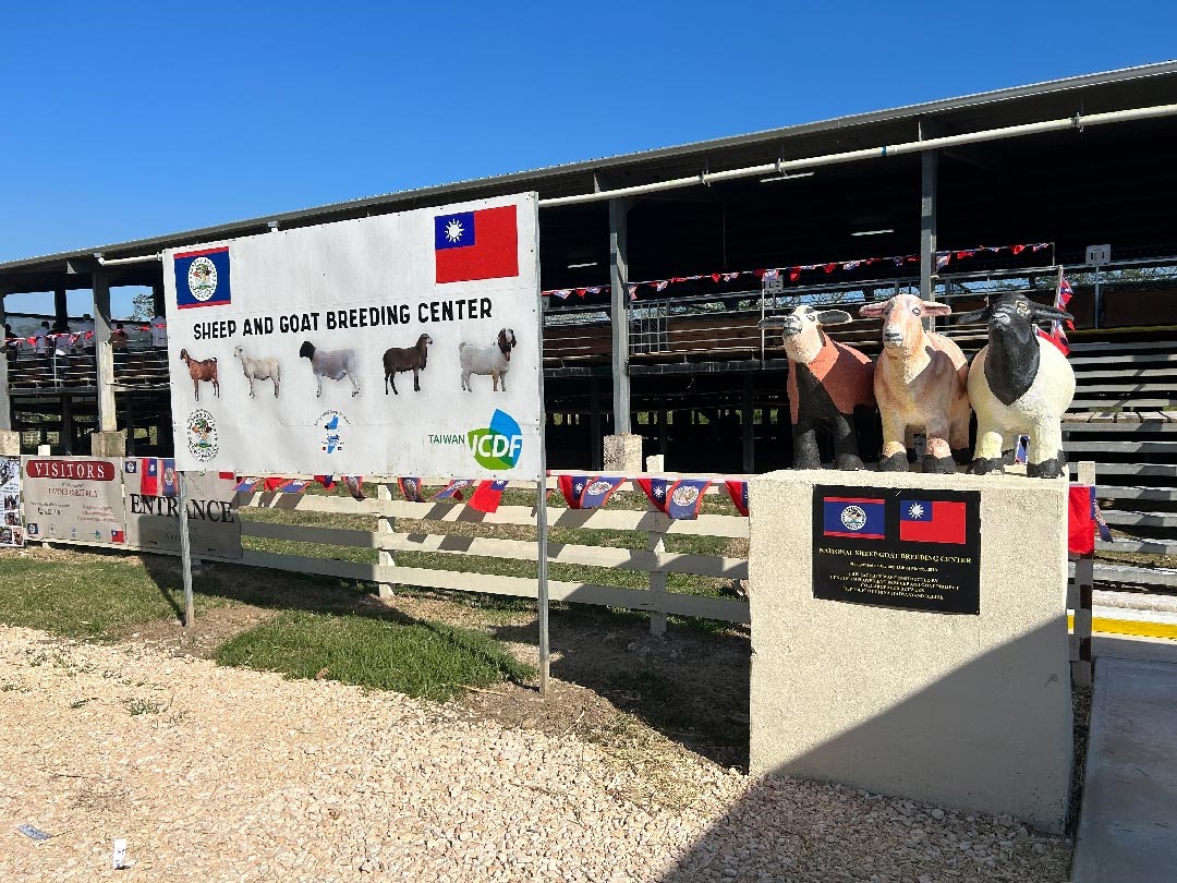 蔡總統在貝里斯行程中，安排視察技術團種羊生產暨輔導體系強化計畫。