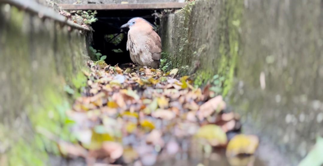 黑冠麻鷺又有人稱牠們為大笨鳥。