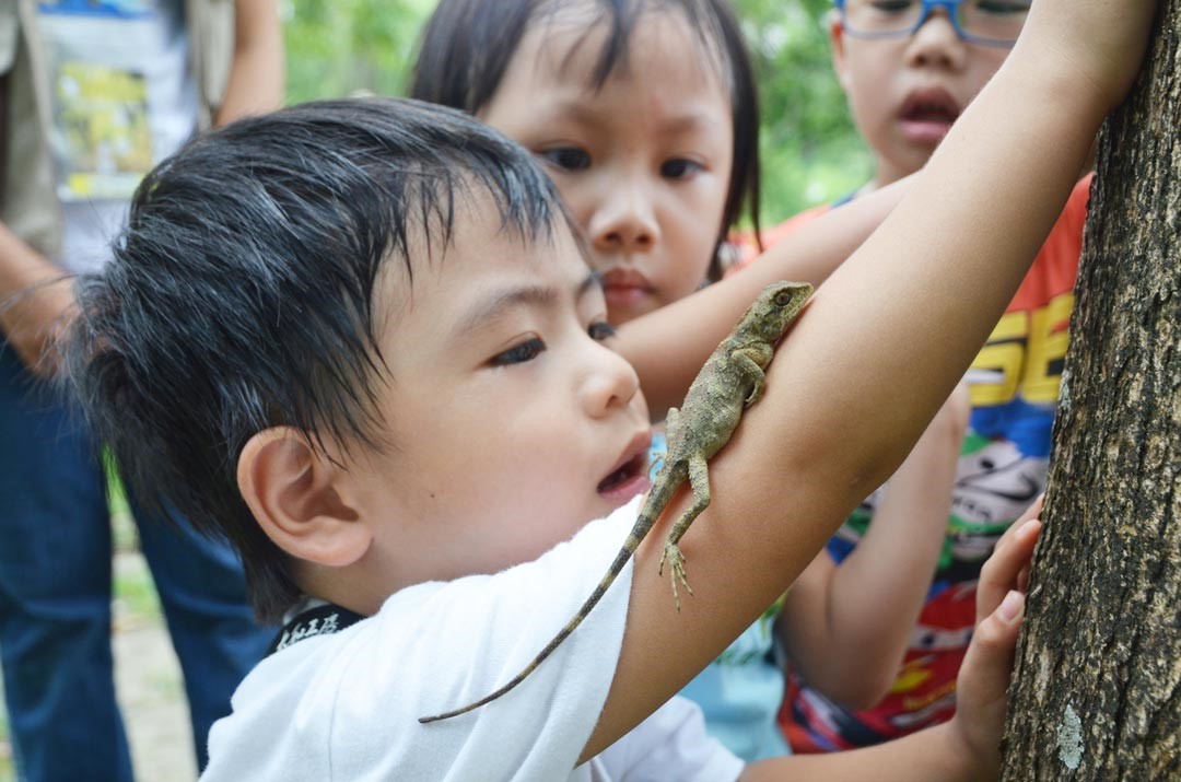 公園裡的攀木蜥蜴是很常見的原住民。