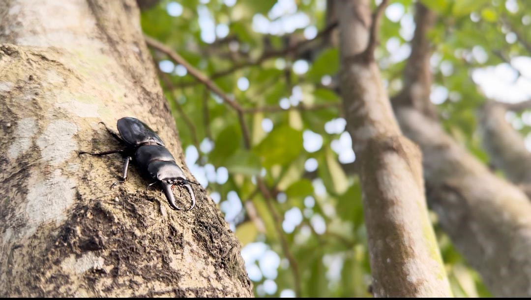 扁鍬形蟲也是夏天步道邊的常客。