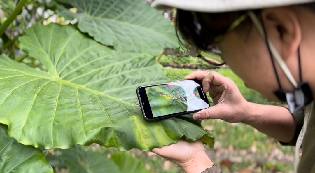 利用近拍模式，可以將小小的昆蟲拍攝得很清楚。