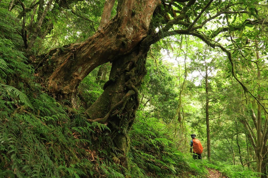 巴福越嶺道是日據時期的理番道路。