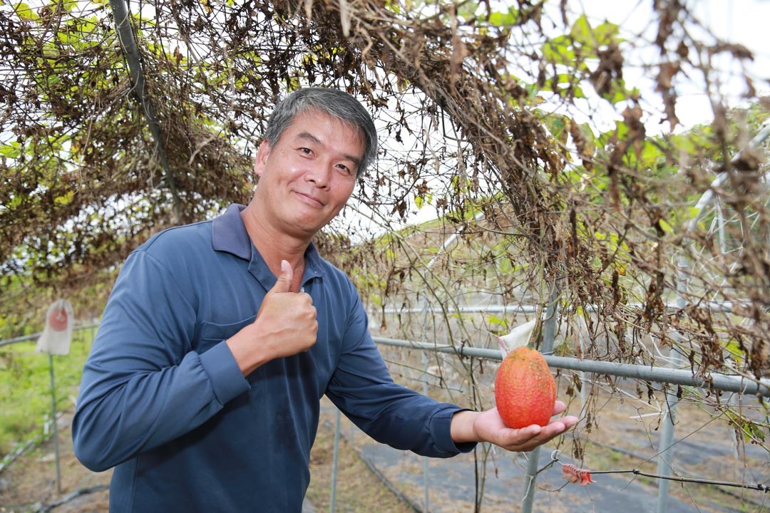周畢英書種植木鱉果，更以此做為碩士論文題目。