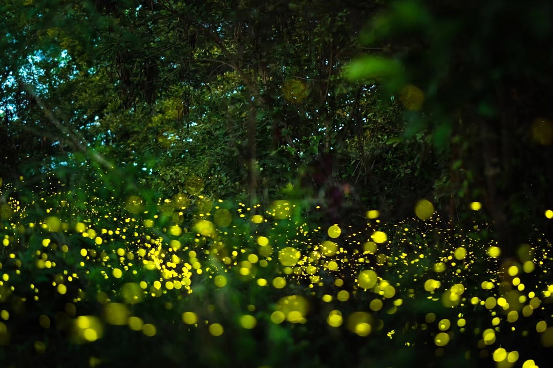 一閃一閃的螢火蟲，飛舞在山野中，閃著綠光真的好浪漫。