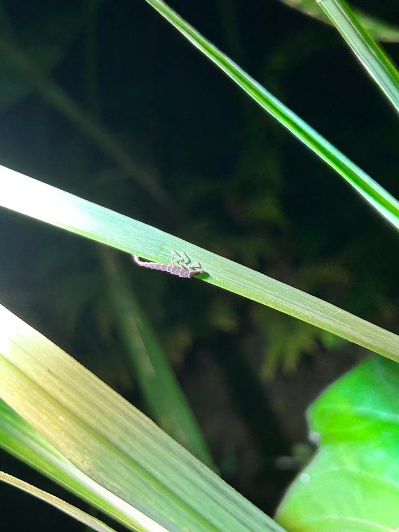 陸生螢火蟲（窗螢）的幼蟲。