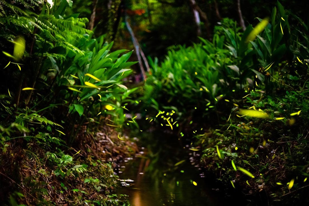 每年4月至5月是最適合觀賞螢火蟲的季節。