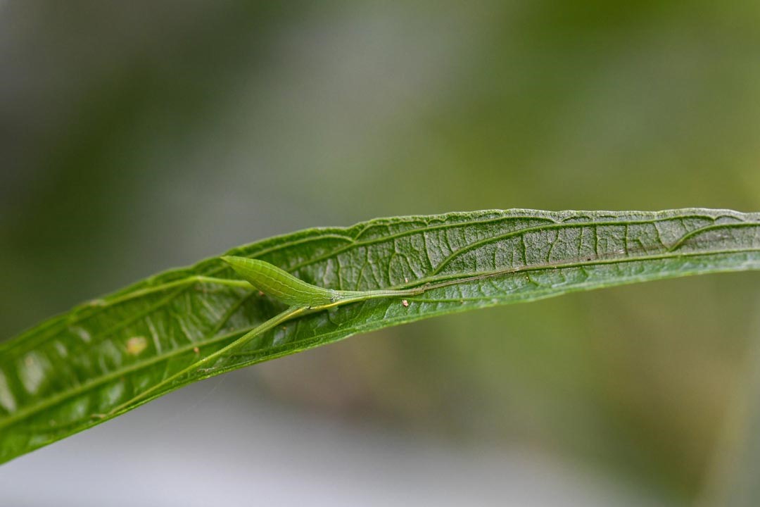 螽斯也是直翅目昆蟲，藏身樹葉上不仔細觀察還不容易發現呢！