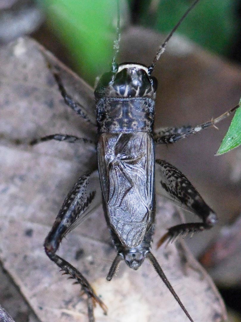 雄性的眉紋蟋蟀，翅脈不規則，會互相摩擦發聲。