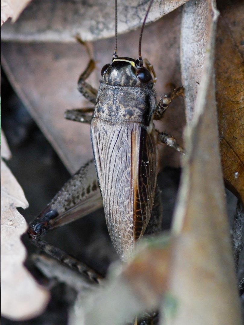 雌性的眉紋蟋蟀，翅脈平滑，不會摩擦發聲。
