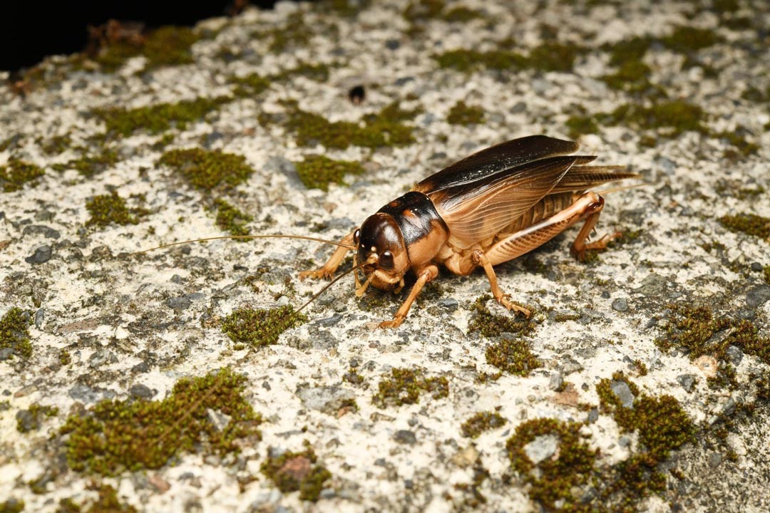 臺灣大蟋蟀，身型壯碩，可超過４公分長，常在土地上鑽地穴。