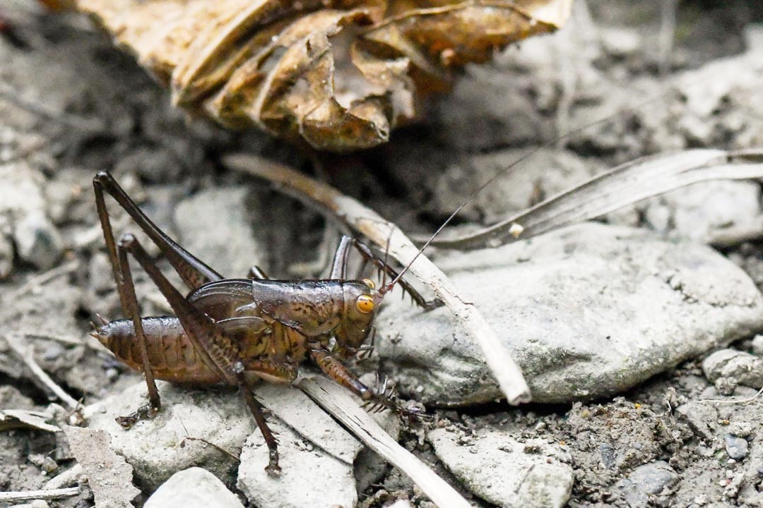 棕色的螽斯在地上就像一片枯葉，可以看到牠們有著「大長腿」