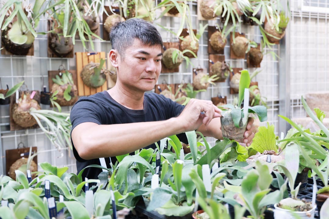 退役後的林奇漢在中年轉換職場跑道，一頭栽進鹿角蕨的世界，開啟了事業第二春。