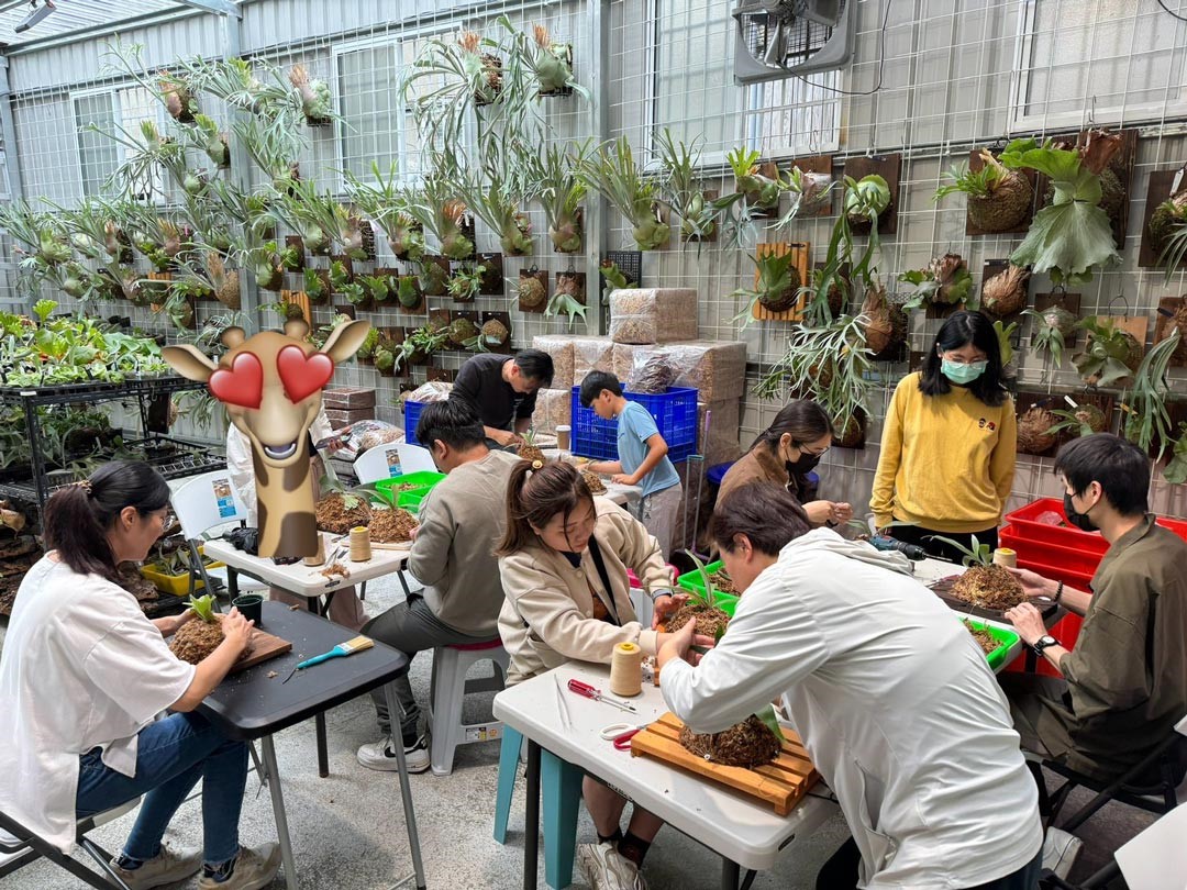 在鹿角蕨課程中，林奇漢會先說明鹿角蕨的相關知識，解說構造特性，親自指導如何將木作及植物結合的技巧