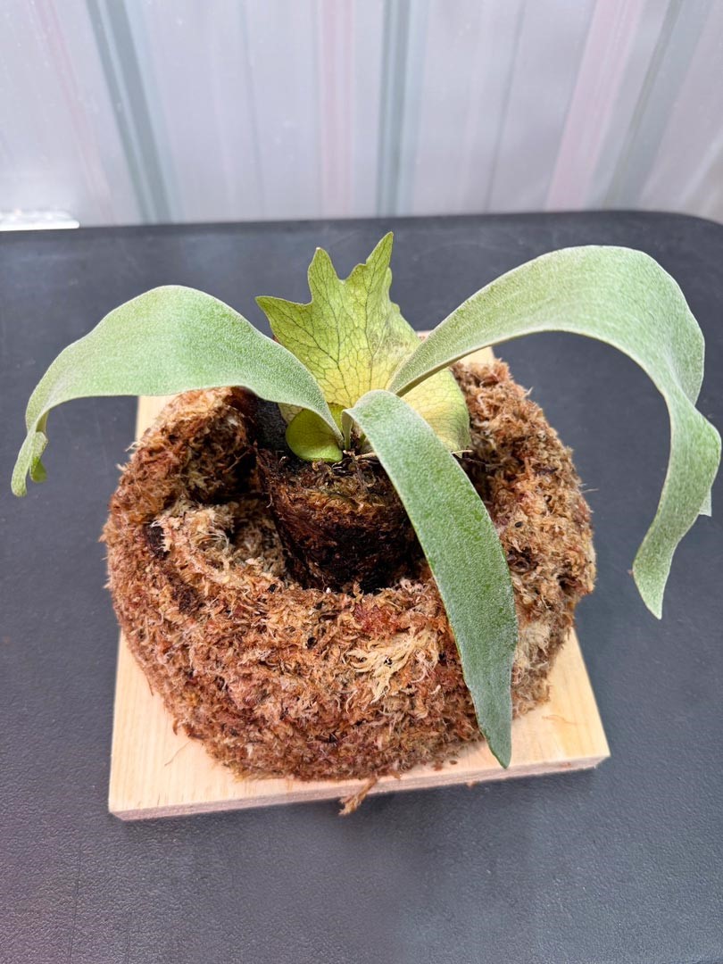 步驟：3放上鹿角蕨