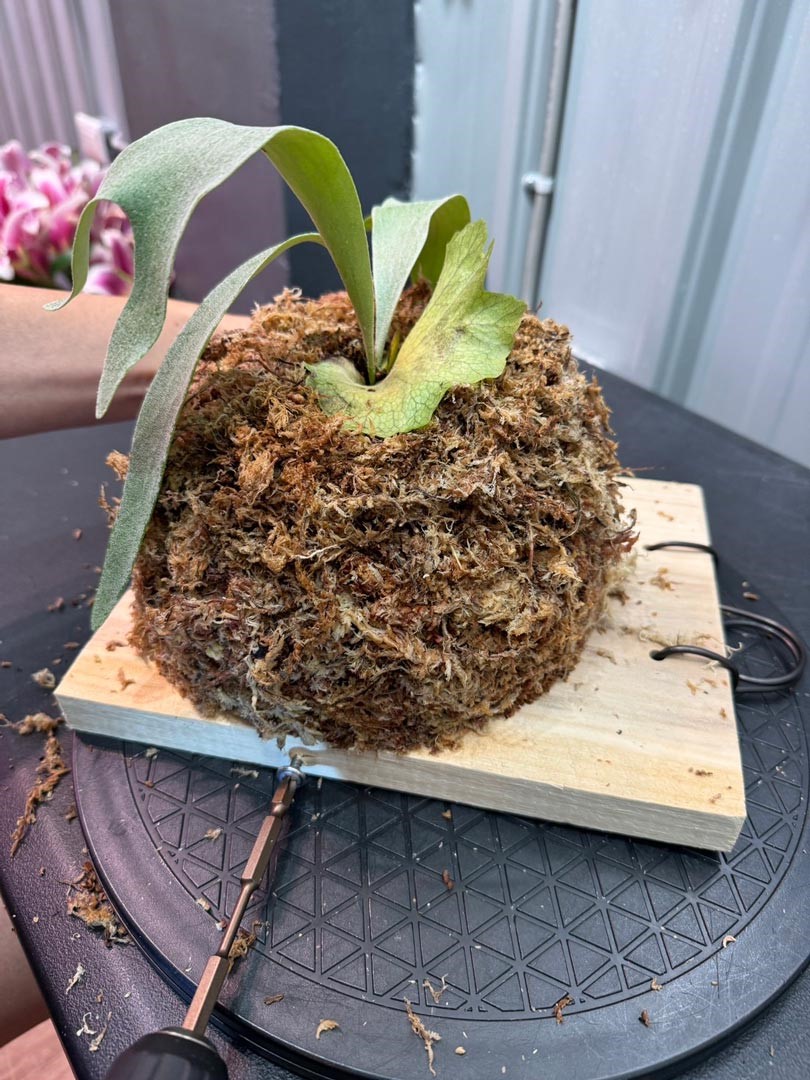 步驟：4在木板的上下左右，共鎖上4支螺絲。