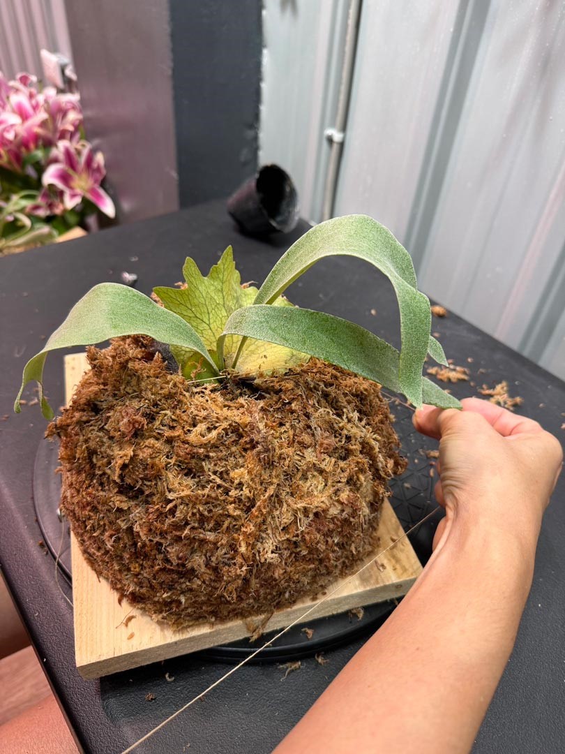 步驟：5需注意上下左右4個點，都要綁線固定鹿角蕨和水草。