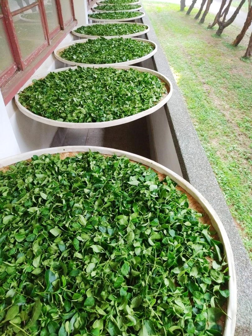 由於各地風土氣候環境、品種及製法不同，製出來很多的臺灣特色茶。