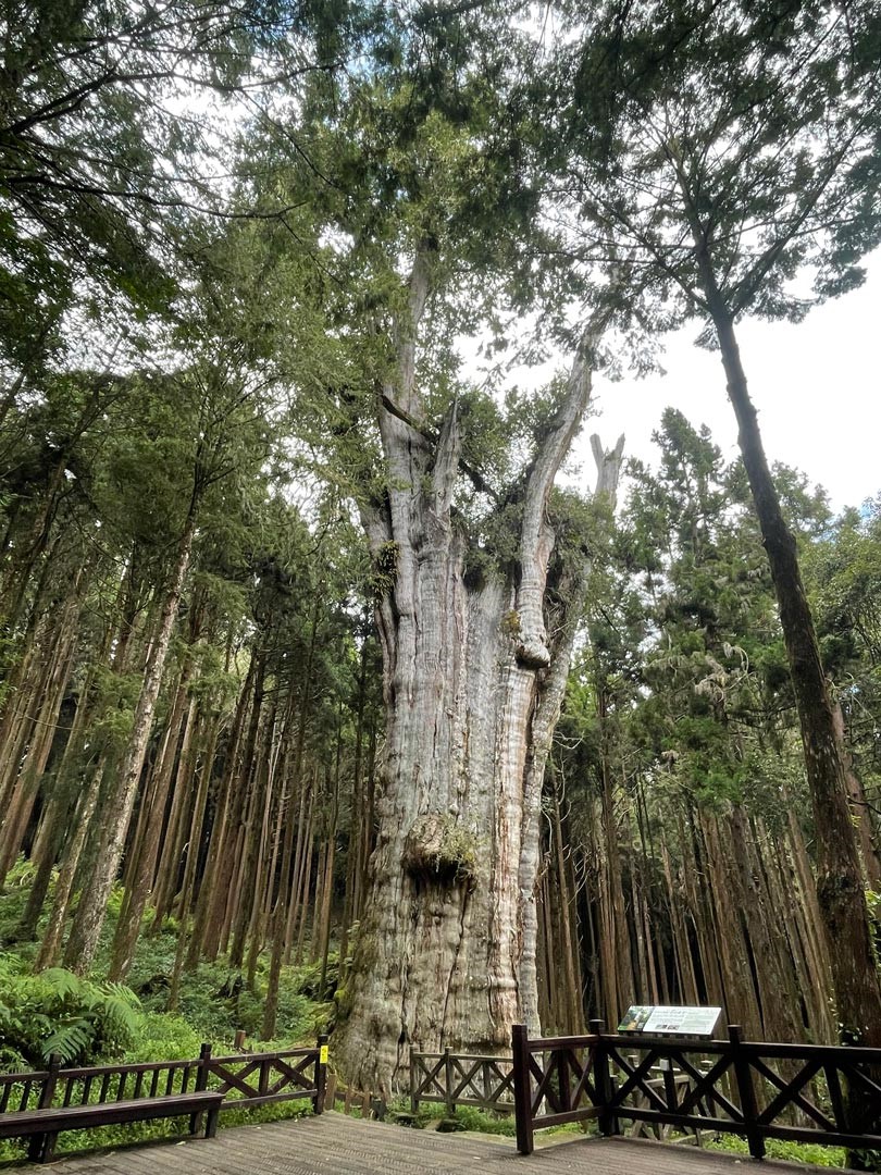 山水步道終點處，可觀賞水山巨木風采。