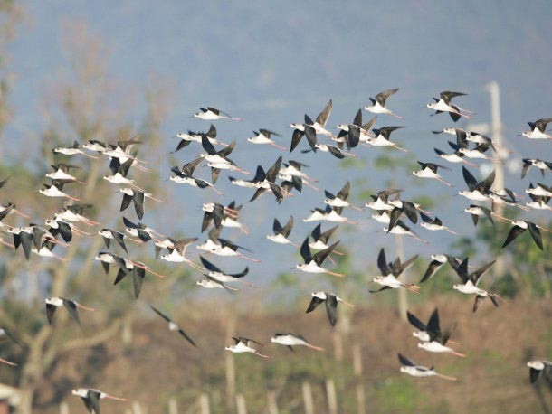 關渡自然是候鳥南來北往重要的停留補給站。