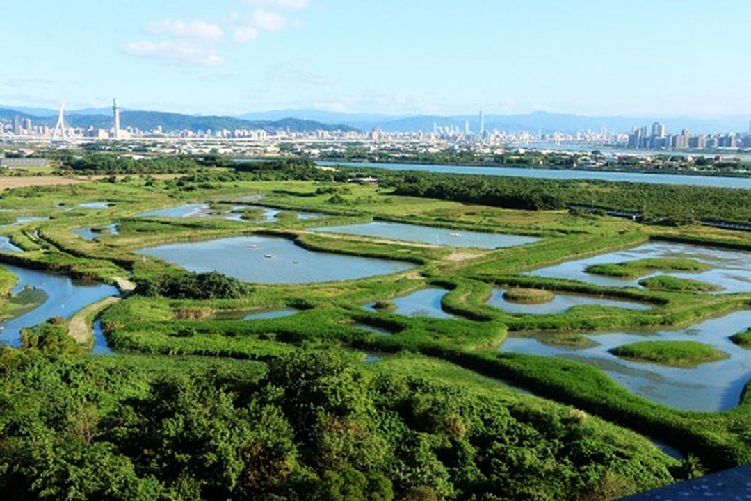 豐富的濕地生態能在氣候變遷的危機中，具有調節水患的功能。